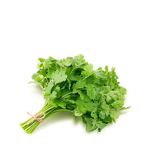 Dhonia Pata (Coriander Leaves)~ 1 bundle